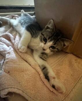 Dandy -  Domestic Short Hair Cat for Adoption in Hutchinson, Minnesota - Dandy | PetCurious