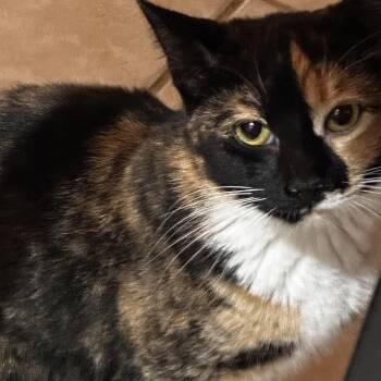 Rescue Calico and Domestic Short Hair Cats for Adoption - Cayenne | PetCurious