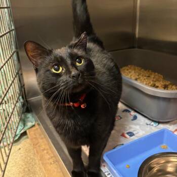 Alice -  Domestic Short Hair Cat for Adoption in Hopewell, Virginia - Alice | PetCurious