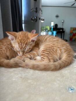 Lasagna -  Domestic Short Hair Cat for Adoption in Emporia, Kansas - Lasagna | PetCurious