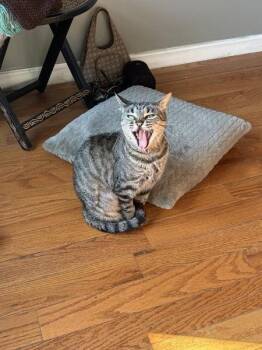 Parker -  Domestic Short Hair Cat for Adoption - Parker | PetCurious