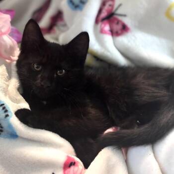 Roller Coaster -  Domestic Short Hair Cat for Adoption in Muncie, Indiana - Roller Coaster | PetCurious