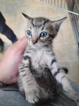 Rescue Domestic Short Hair Cats for Adoption in Republic, Missouri - Cassette | PetCurious