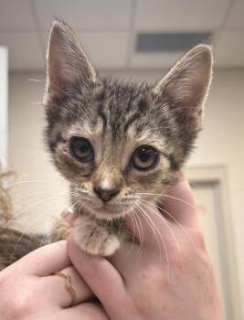 Mr. Herriman -  Domestic Short Hair Cat for Adoption in Fishers, Indiana - Mr. Herriman | PetCurious