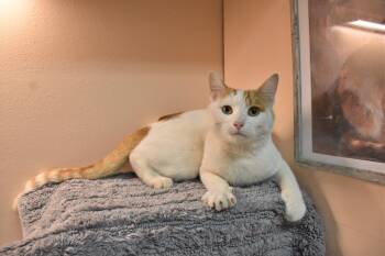 Himself -  Domestic Short Hair Cat for Adoption in North Judson, Indiana - Himself | PetCurious