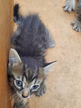 SCOTT -  Domestic Short Hair Cat for Adoption in Fort Lauderdale, Florida - SCOTT | PetCurious