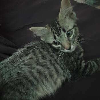 Duke -  Domestic Short Hair Cat for Adoption in Bentonville, Arkansas - Duke | PetCurious