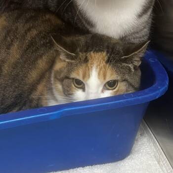Lisa -  Domestic Short Hair Cat for Adoption in Burlington, Ontario - Lisa | PetCurious