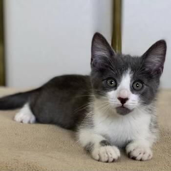Domestic Short Hair Cats Available for Adoption - Hubert | PetCurious
