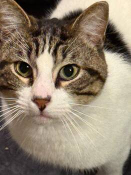 Domestic Short Hair Cats Available for Adoption in Little Rock, Arkansas - Houser | PetCurious