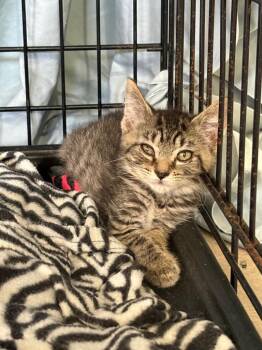 Jade -  Domestic Short Hair Cat for Adoption in Hartford City, Indiana - Jade | PetCurious