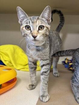 Annie -  Domestic Short Hair Cat for Adoption in Bellevue, Washington - Annie | PetCurious