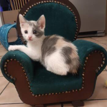 Domestic Short Hair Cats Available for Adoption - Cali | PetCurious
