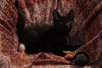 Rescue Domestic Short Hair Cats for Adoption in Cincinnati, Ohio - Pugsley | PetCurious