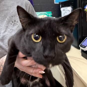 Domestic Short Hair Cats Available for Adoption in Ardmore, Oklahoma - Kitty | PetCurious