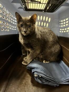 Rescue Domestic Short Hair Cats for Adoption in West Chester, Pennsylvania - Annabelle | PetCurious