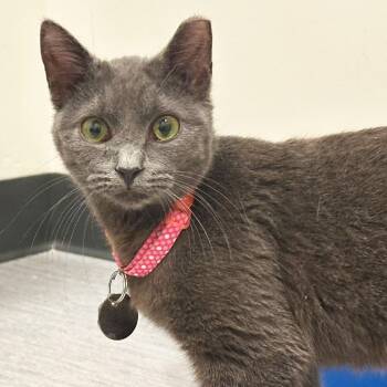 Domestic Short Hair Cats Available for Adoption - Ladida | PetCurious