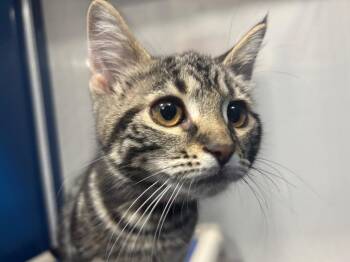 Tabby Cats Available for Adoption in Powell, Ohio - My Melody | PetCurious