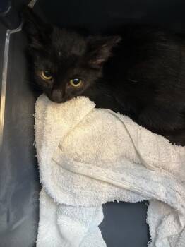 Flannery -  Oriental Short Hair and Domestic Short Hair Cat for Adoption in North Richland Hills, Texas - Flannery | PetCurious