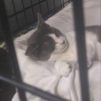 Christina Yang -  Domestic Short Hair Cat for Adoption in PORT WENTWRTH, Georgia - Christina Yang | PetCurious