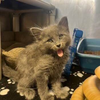 Dizzy -  Domestic Medium Hair Cat for Adoption in Houston, Texas - Dizzy | PetCurious