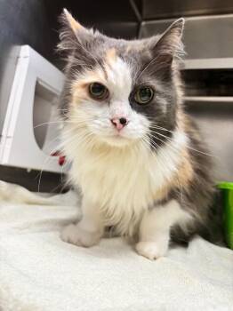 Folarin -  Calico Cat for Adoption in Liverpool, New York - Folarin | PetCurious