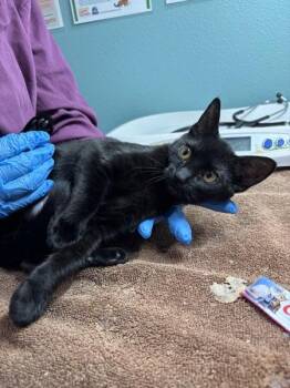Campfire Nights -  Domestic Short Hair Cat for Adoption in Sherwood, Oregon - Campfire Nights | PetCurious