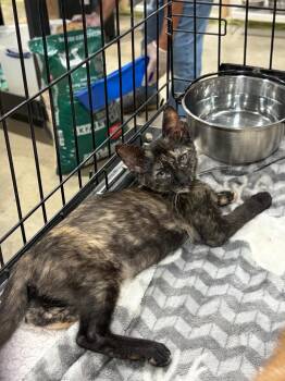 Watermelon -  Domestic Short Hair Cat for Adoption in Corpus Christi, Texas - Watermelon | PetCurious