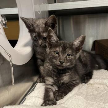 Jasmine -  Domestic Short Hair Cat for Adoption in Los Angeles, California - Jasmine | PetCurious