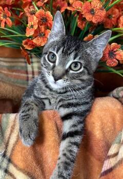 6/17/26 Pickle -  Domestic Short Hair Cat for Adoption in Stillwater, Oklahoma - 6/17/26 Pickle | PetCurious