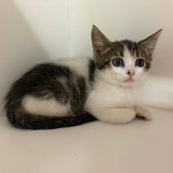 Domestic Short Hair Cats Available for Adoption in Phoenix, Arizona - Badger | PetCurious