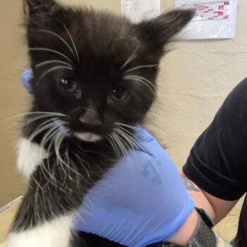 Yippy -  Domestic Short Hair Cat for Adoption in Birmingham, Alabama - Yippy | PetCurious