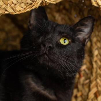 Domestic Short Hair Cats Available for Adoption - Nori | PetCurious