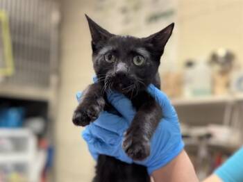 Rescue Domestic Short Hair Cats for Adoption in Raleigh, North Carolina - ALEX | PetCurious