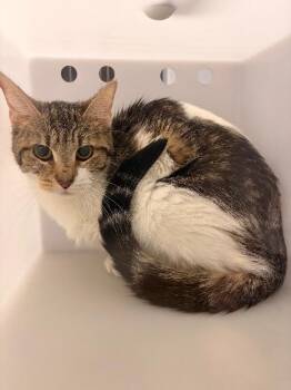 Treasure -  Domestic Short Hair Cat for Adoption in Cincinnati, Ohio - Treasure | PetCurious