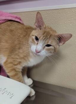 Gabby -  Domestic Short Hair Cat for Adoption in Vancouver, Washington - Gabby | PetCurious