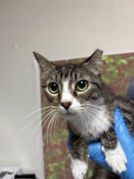 Domestic Short Hair Cats Available for Adoption in San Antonio, Texas - Parakeet | PetCurious