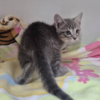 Belinda Catlisle -  Domestic Short Hair Cat for Adoption in Newark, New Jersey - Belinda Catlisle | PetCurious
