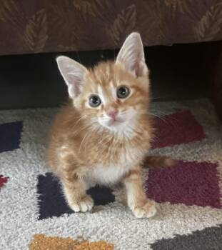 Wayne -  Tabby Cat for Adoption in Saginaw, Michigan - Wayne | PetCurious