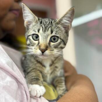 Sylvie -  Domestic Short Hair Cat for Adoption in Buffalo, New York - Sylvie | PetCurious