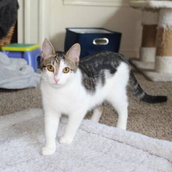 Rescue Domestic Short Hair Cats for Adoption in Nacogdoches, Texas - EEVEE | PetCurious