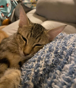 Rescue Domestic Short Hair Cats for Adoption in El Centro, California - Tanner | PetCurious