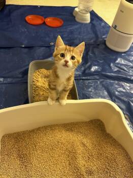 Toby (Lightwell Litter) -  Domestic Short Hair Cat for Adoption in Telford, Pennsylvania - Toby (Lightwell Litter) | PetCurious