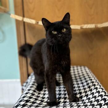 Sayso***ADOPTION PENDING*** -  Domestic Medium Hair Cat for Adoption in Fargo, North Dakota - Sayso***ADOPTION PENDING*** | PetCurious