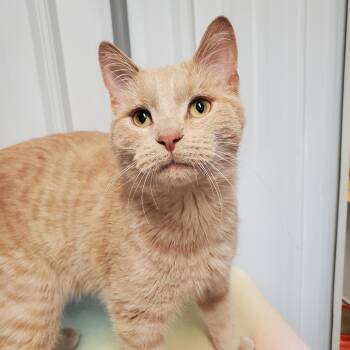 Domestic Short Hair Cats Available for Adoption in Marseilles, Illinois - Dave | PetCurious