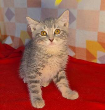 Mellow -  Domestic Short Hair Cat Available for Adoption in Miami, Oklahoma - Mellow | PetCurious
