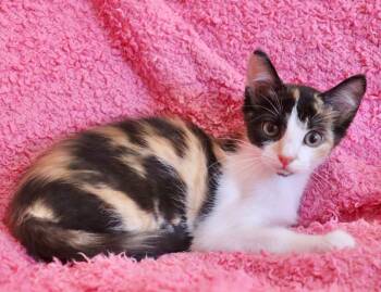 Sweet Pea -  Calico Cat for Adoption in St. Augustine, Florida - Sweet Pea | PetCurious