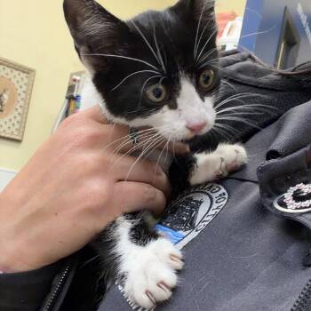 Domestic Medium Hair Cats Available for Adoption in Galveston, Texas - Oswald | PetCurious