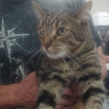 Rescue Domestic Short Hair Cats for Adoption in Hemet, California - Mars | PetCurious