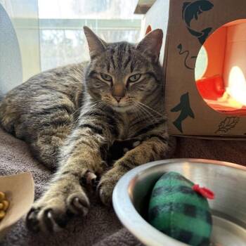 Domestic Short Hair Cats Available for Adoption - Theodore | PetCurious